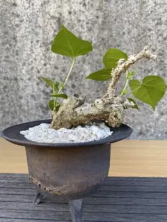 ✨✨✨✨オオハマボウ【良品素材】検/ユウナ♪ハート葉happyセール
