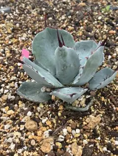 本日限定　破格　選抜株　最終　[引き取り可能]　パリートランカータ　パリー 本日限定 破格 選抜株 最終 [引き取り可能] パリートランカータ