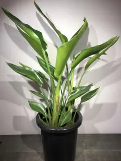 2026年最新】ストレリチアオーガスタの人気アイテム - メルカリ