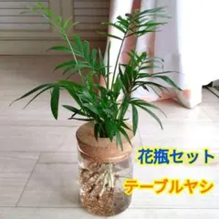 テーブルヤシ☆水耕栽培用ガラス製花瓶☆コルク蓋付き☆蓋取り外し可能☆花瓶セット