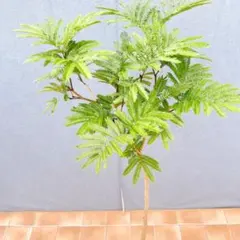 現品　エムの木　エバーフレッシュ　29番　観葉植物　室内　インテリアグリーン 現品 エムの木 エバーフレッシュ 29番 観葉植物 室内 インテリア