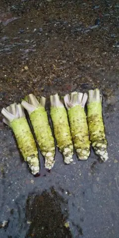 伊豆天城産山葵訳あり500g - メルカリ