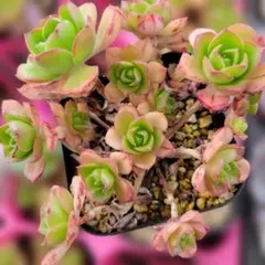 2026年最新】観葉植物 アエオニウムの人気アイテム - メルカリ