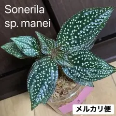 ㉑【Sonerila sp. manei ソネリラ マーメイ】 ベゴニア 原種3