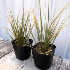 ２個　カレックス・フラゲリフェラ 'キウイ'　３号×２　Carex