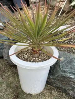 ユッカグロリオサ 安心の芋付き発根株新芽付き幹太アカベロック