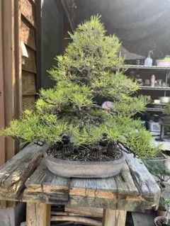 赤蝦夷松寄せ植え最高品 - メルカリ