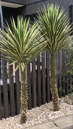 【切り株２株セット⑤】ユッカ アロイフォリア バリエガータ