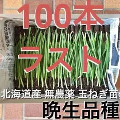 【晩生】玉ねぎ苗▼もみじ1000本【超メルカリ市】 2026年最新】玉ねぎ苗 晩生の人気アイテム - メルカリ
