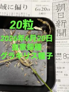 2026年最新】グラキリス 現地球の人気アイテム - メルカリ