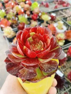 多肉植物　公主道錦　抜き苗 925現物 多肉植物 姫寿錦 抜き苗 | るる農園~多肉植物専門