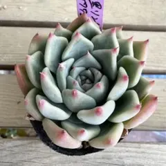 中里リンゼアナxチワワエンシス