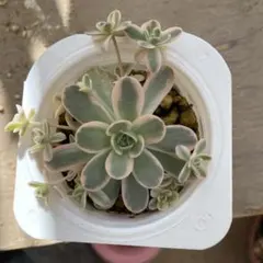 間もなく締め切り〆子持ち蓮華錦 鏡花 抜き苗 多肉植物 間もなく締め切り〆子持ち蓮華錦 鏡花 抜き苗 多肉植物 - メルカリ