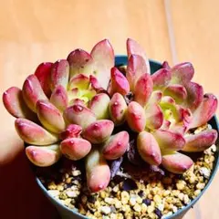 多肉植物 ピンクルルビー - メルカリ