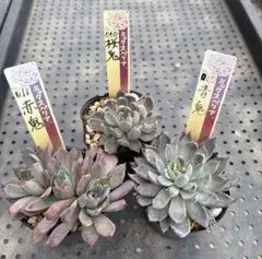 2026年最新】多肉 抜き苗 セットの人気アイテム - メルカリ