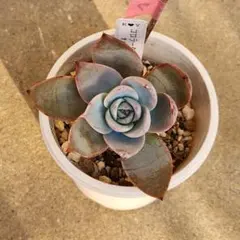 2025年最新】コロラータの人気アイテム - メルカリ