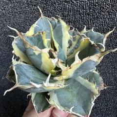 2025年最新】アガベ白鯨錦の人気アイテム - メルカリ