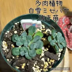 2026年最新】第四種郵便の人気アイテム - メルカリ