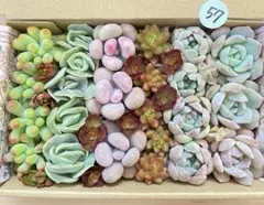 57 多肉植物　多肉弁当　詰め合わせ　寄せ植え　セット　カット苗　韓国苗　セダム