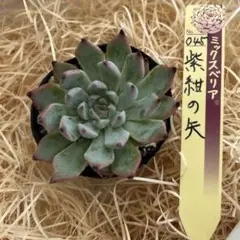 2025年最新】おらいさん苗 紫紺の矢の人気アイテム - メルカリ