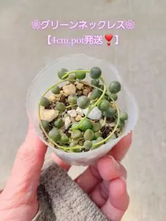 ✿*:・゜グリーンネックレス✩⃛ೄ 【4cm.pot発送！】