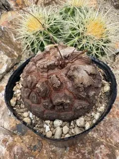No.717 Dioscorea elephantipes アフリカ亀甲竜 実生 - メルカリ