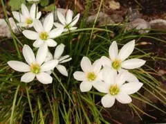 ゼフィランサス タマスダレ 白花 球根 大小50球以上のサムネイル