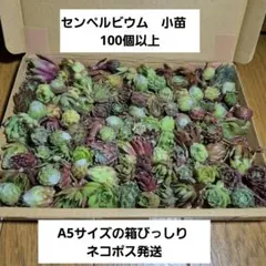 2026年最新】多肉植物 センペルビウムセットの人気アイテム - メルカリ