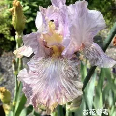 Lꕤ*.ジャーマンアイリスꕤ*. 子株　1芽ꕤ*.パイソンズパラソルのサムネイル