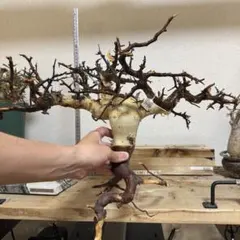 2026年最新】コミフォラ カタフの人気アイテム - メルカリ