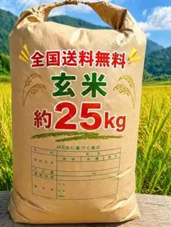 玄米 約25kg お米　米　ご飯　令和7年のサムネイル