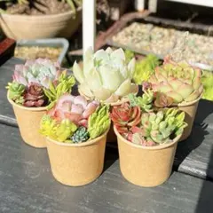 1 多肉植物の小さな寄せ植え✻そのまま飾れる✻5コセット✻植え替えOK