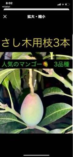 2025年最新】キーツマンゴー苗の人気アイテム - メルカリ