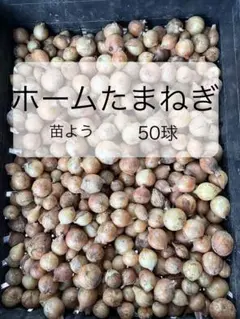 ホームたまねぎ 苗用 50球のサムネイル