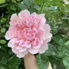 つるバラ ピンク 小輪 挿し穂 1本 - メルカリ