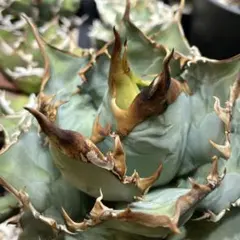 Agave Oaxaca Special 株】 発根済み 子株 - メルカリ
