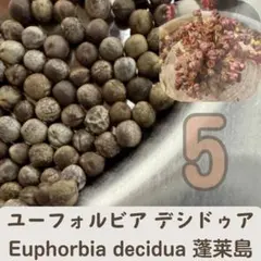 ② ハルハルさん専用　特大 ユーフォルビア デシドゥア ② ハルハルさん専用 特大 ユーフォルビア デシドゥア ②