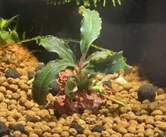 ◇特◇ブセファランドラSP.クダガン（良株） #ブセさかな屋 ケダガン
