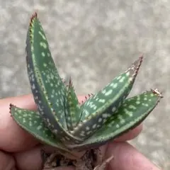 鎧錦　アロエ　サボテン　多肉植物のサムネイル