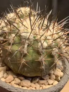孤竜丸　カキコ　白肌　まん丸　良型　コレクション　コルムナアルバ 孤竜丸 カキコ 白肌 まん丸 良型 コレクション コルムナアルバ