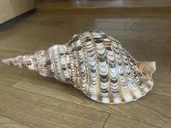 法螺貝 30cm 788g - メルカリ