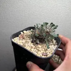 2026年最新】オトンナ ユーフォルビオイデスの人気アイテム - メルカリ