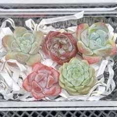 ぴ*！様 多肉植物　エケベリア 5苗セット④