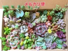 多肉植物 カット苗詰め合わせ 寄せ植えセット 《No.166》エケベリア多肉弁当