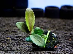 ブセファランドラ『西カリマンタン（ラウンドリーフ）』【完全水中葉】溶岩石活着株