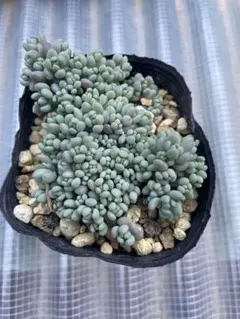 多肉植物　パープルヘイズ　カット苗　セダム