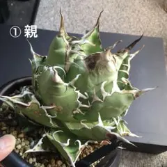 じ*ん様 アガベ オアハカオテロイ メキシコ産株 親株 - メルカリ