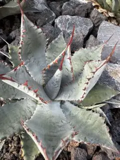 2026年最新】甲蟹 ハイブリッドの人気アイテム - メルカリ