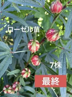 ローゼル苗　ストライプ混合色7株　匿名配送ネコポスのサムネイル