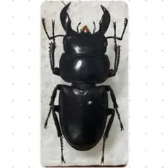 昆虫 標本 クワガタ
